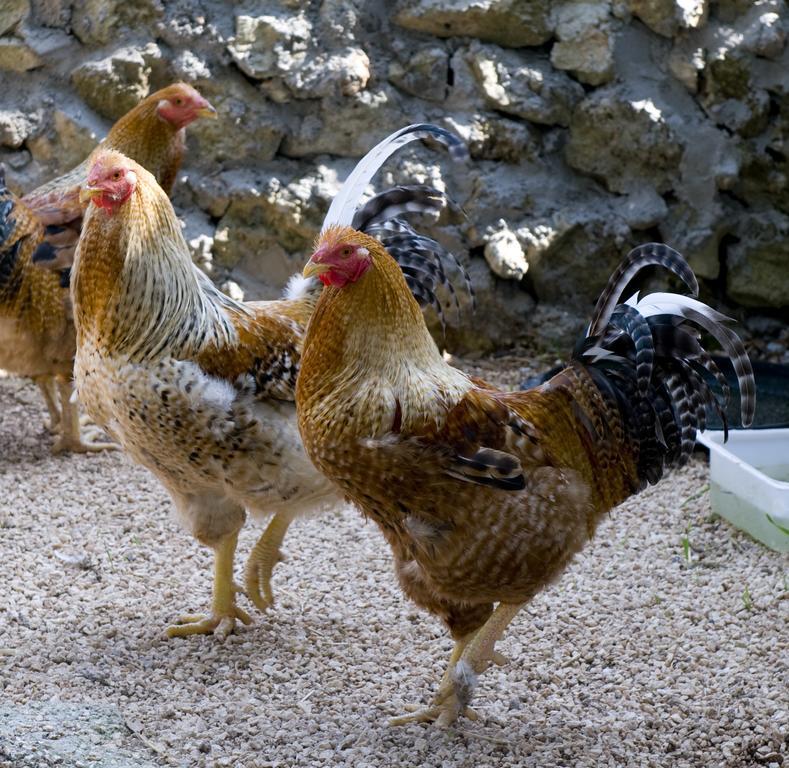 Agriturismo Scalelle Οτράντο Εξωτερικό φωτογραφία