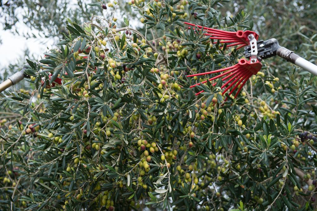 Agriturismo Scalelle Οτράντο Εξωτερικό φωτογραφία